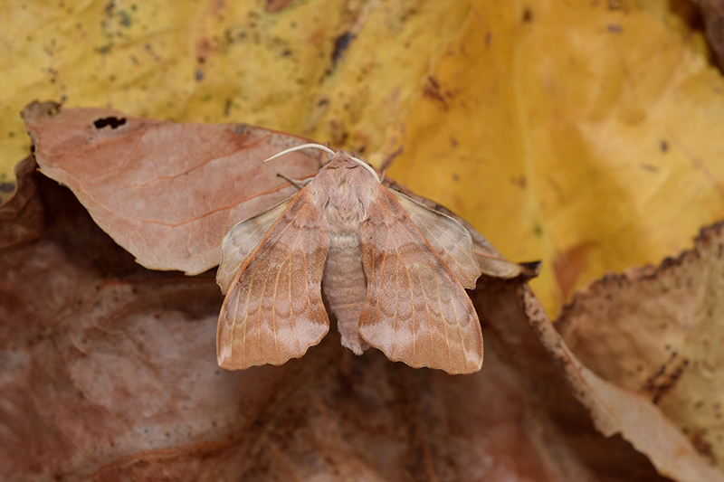 Ciclo vitale di Laothoe populi, Sphingidae